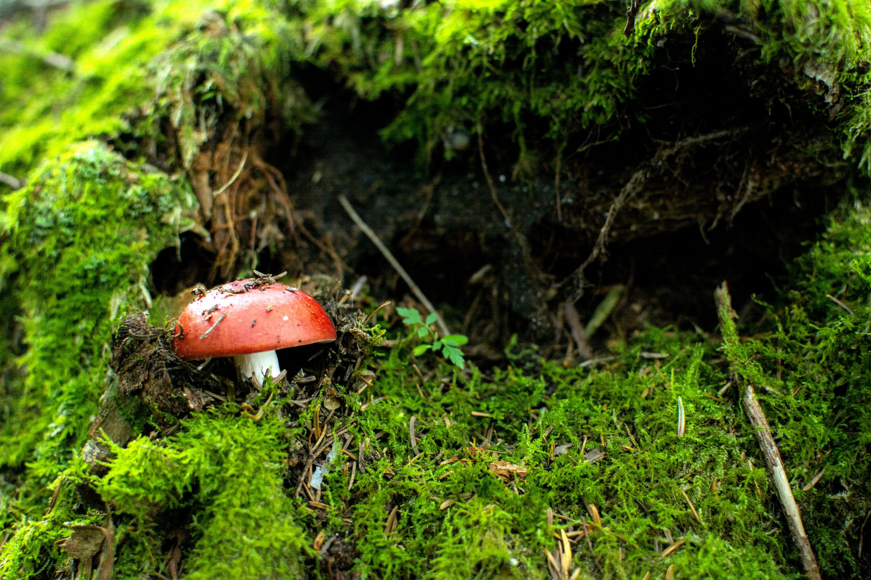 Richland Balsam Mushroom 2.jpg
